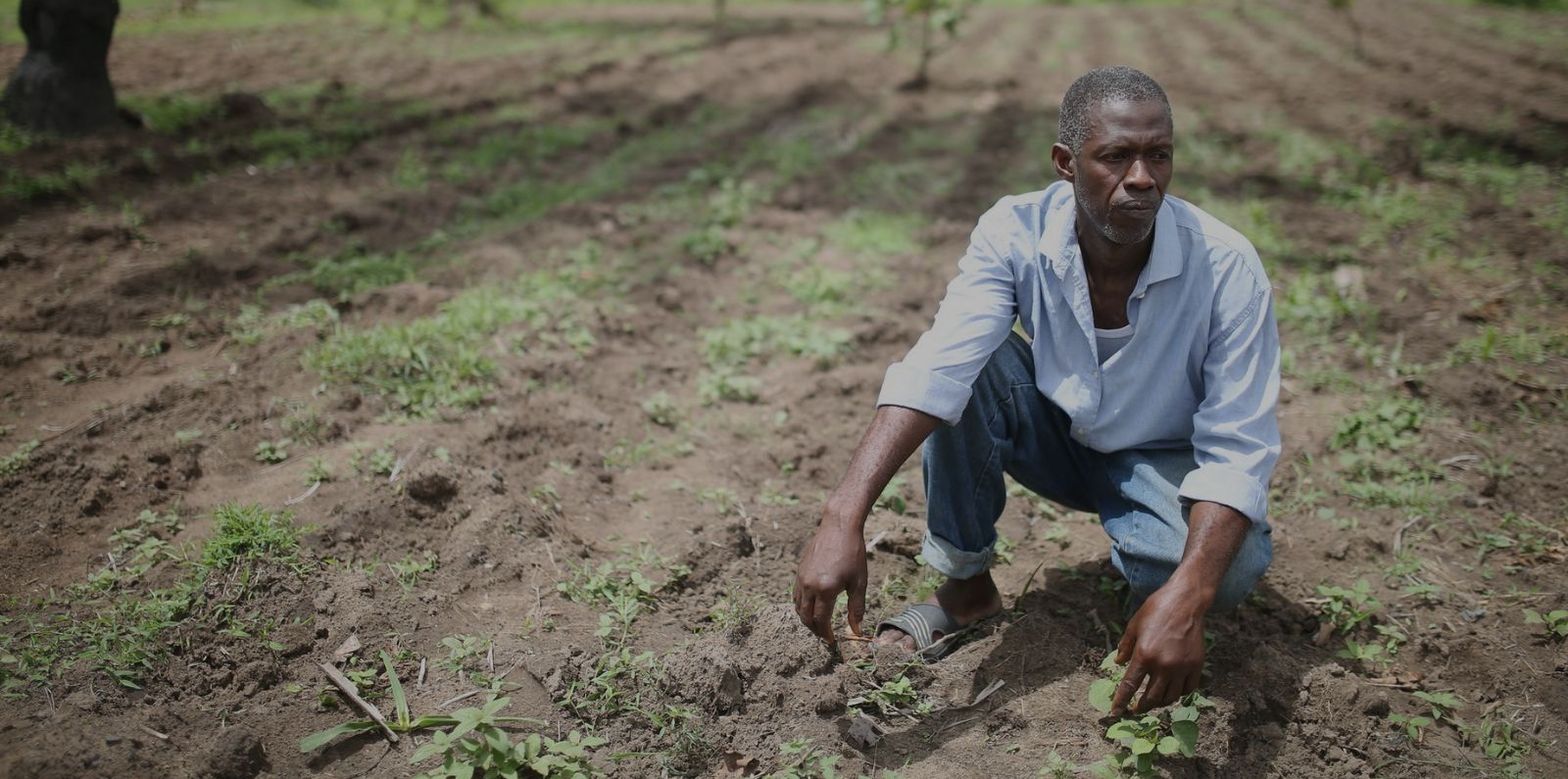 Strengthening The Resilience Of Vegetable Producer Organizations Of strengthening-the-resilience-of-vegetable-producer-organizations-of